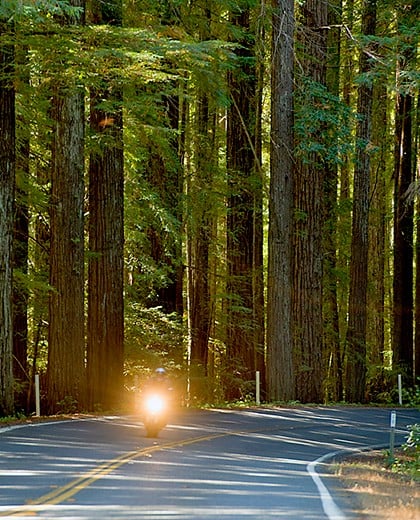 are dogs allowed in navarro river redwoods state park ca