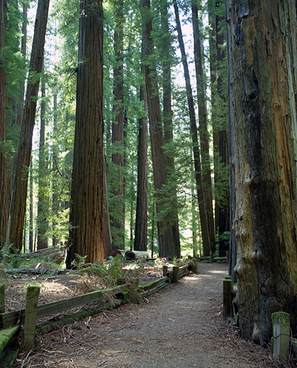 Richardson Grove State Park