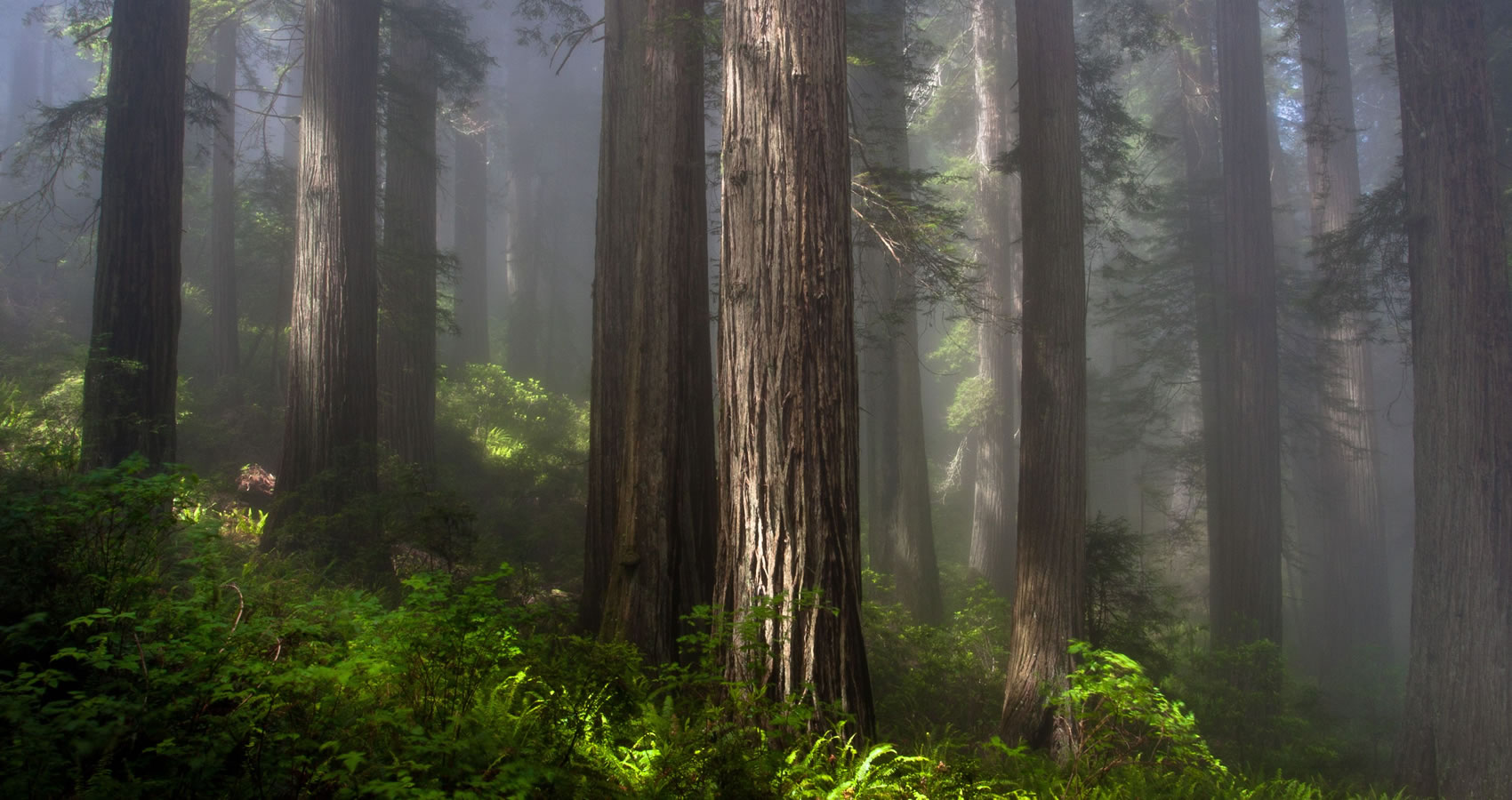 About Redwoods